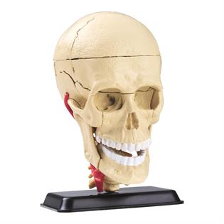 Модель черепа с нервами  Edu-Toys сборная 9 см (SK010)