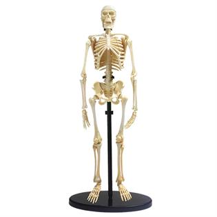 Модель скелета человека Edu-Toys сборная 24 см (SK057)