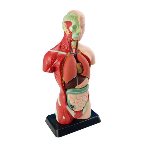 Анатомическая модель человека Edu-Toys сборная 27 см (MK027) - фото 2