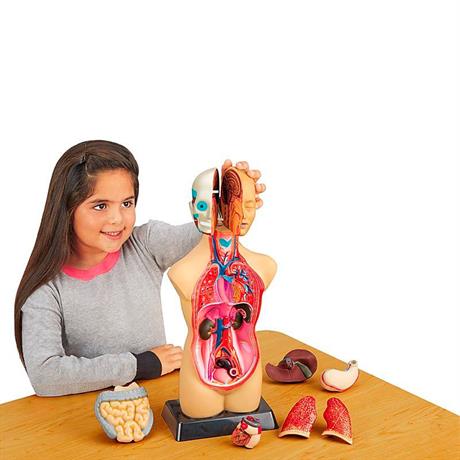 Анатомическая модель человека Edu-Toys сборная 27 см (MK027) - фото 3