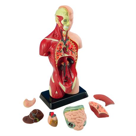 Анатомічна модель людини Edu-Toys збірна 27 см (MK027) - фото 0