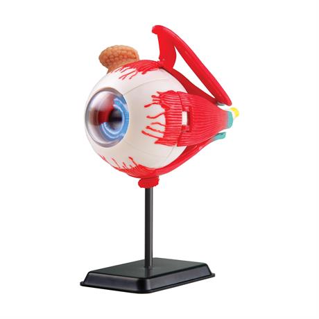 Модель глазного яблока Edu-Toys сборная 14 см (SK007) - фото 0