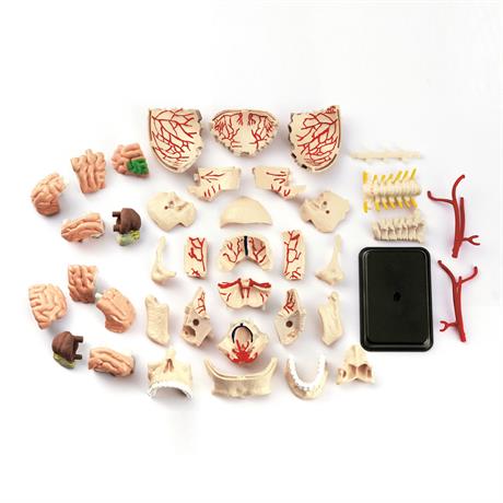 Модель черепа с нервами  Edu-Toys сборная 9 см (SK010) - фото 2