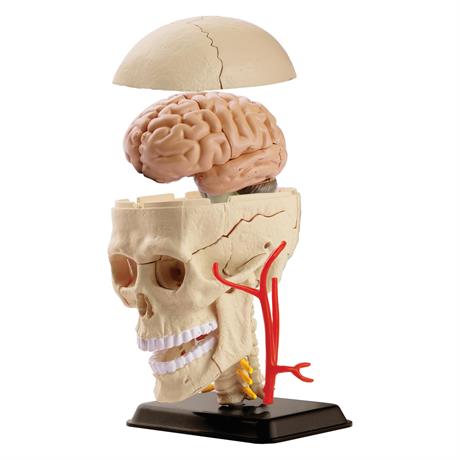 Модель черепа с нервами  Edu-Toys сборная 9 см (SK010) - фото 3