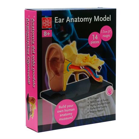 Модель анатомия уха Edu-Toys сборная 7,7 см (SK012) - фото 1