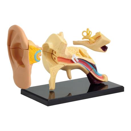 Модель анатомия уха Edu-Toys сборная 7,7 см (SK012) - фото 2