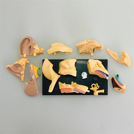 Модель анатомия уха Edu-Toys сборная 7,7 см (SK012) - фото 3