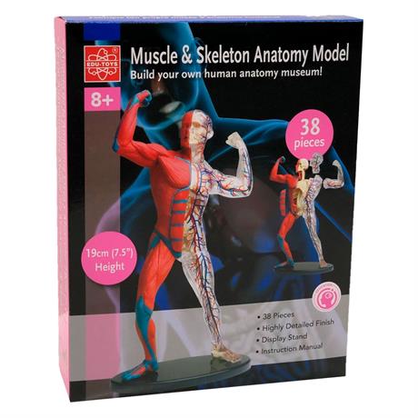 Модель мышц и скелета человека Edu-Toys сборная 19 см (SK056) - фото 1