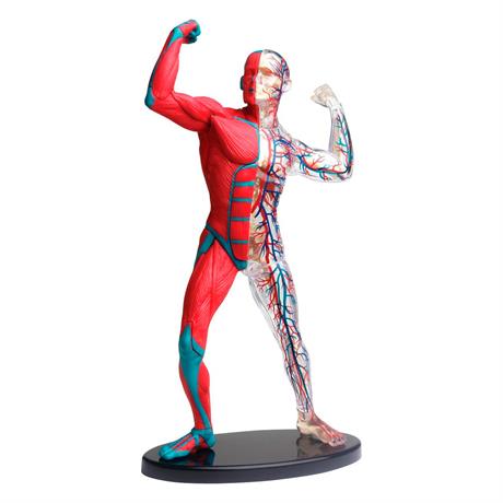 Модель м'язів і скелета людини Edu-Toys збірна 19 см (SK056) - фото 0