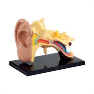 Модель анатомія вуха Edu-Toys збірна, 7,7 см (SK012)