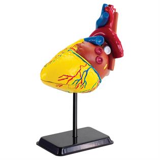 Модель сердца человека Edu-Toys сборная, 14 см (SK009)