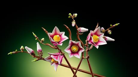 Конструктор LEGO® Botanicals Гілки магнолії 435 Деталей  (11510) - фото 23