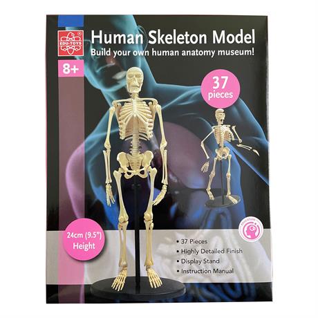Модель скелета человека Edu-Toys сборная 24 см (SK057) - фото 1