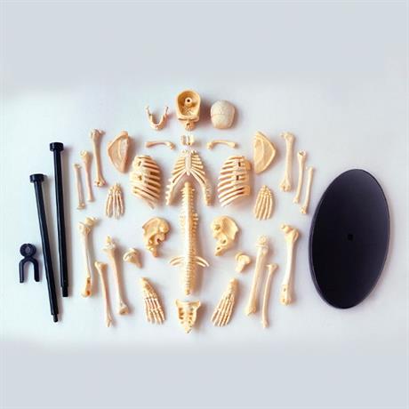 Модель скелета человека Edu-Toys сборная 24 см (SK057) - фото 2