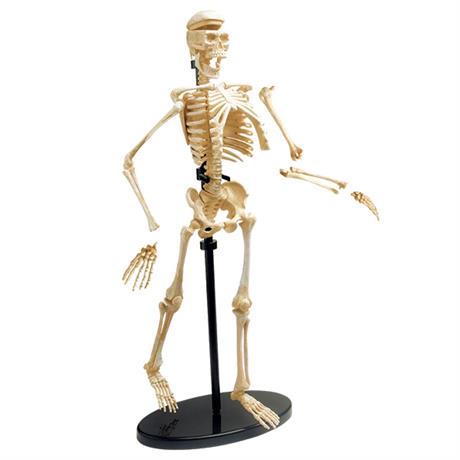 Модель скелета человека Edu-Toys сборная 24 см (SK057) - фото 3