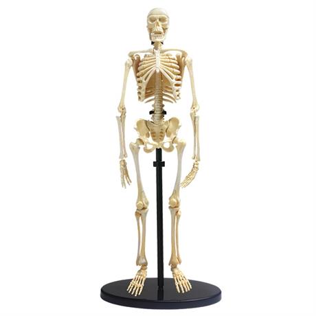 Модель скелета людини Edu-Toys збірна 24 см (SK057) - фото 0