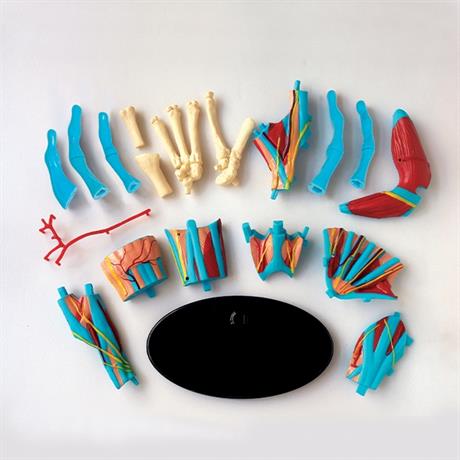 Модель руки Edu-Toys збірна, 16,5 см (SK058) - фото 3